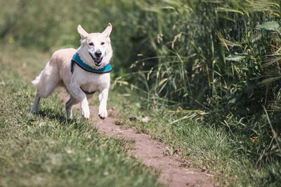 You can face charges of protection and restraining order violation in Weld county and across Colorado for seeing your dog.