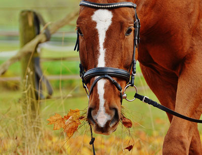 A man faced charges after riding his horse under the influence in Colorado.