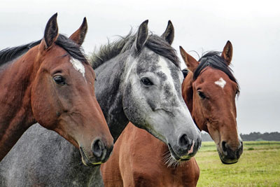 A man faces Cruelty to Animals charges after his horses appeared underfed.