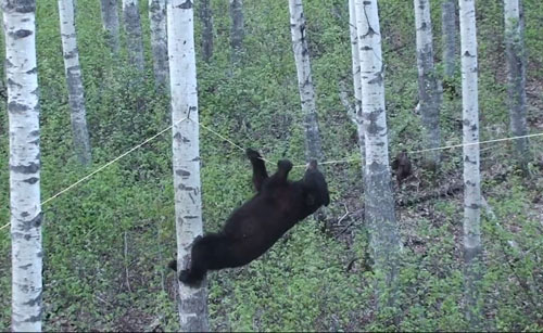 A bear is caught on video trying to find food. Is this Animal Cruelty in Colorado?