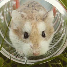 What Do a Hamster and a Restraining Order in Greeley Have in Common?