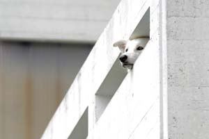 A Colorado man faces charges after throwing a dog off a balcony.