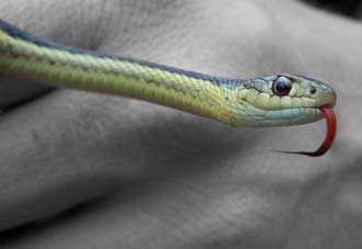 As If a Bite to the Face Isn’t Punishment Enough | Wild Animals in Greeley