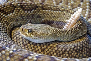 A man left a dead snake on a police memorial and faces charges of Littering.