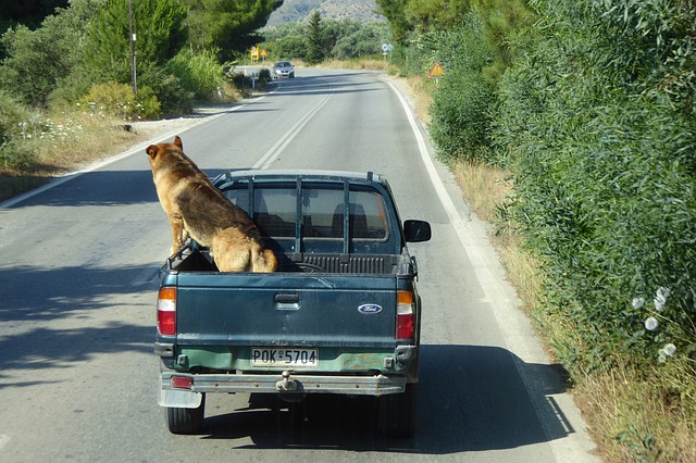 Greeley Animal Cruelty Attorney | Um, There’s a Dog on Top of Your Car