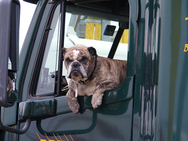 A person is wanted for Aggravated Motor Vehicle Theft (Car Theft) after taking a car with a dog in it and driving 200 miles before leaving it.