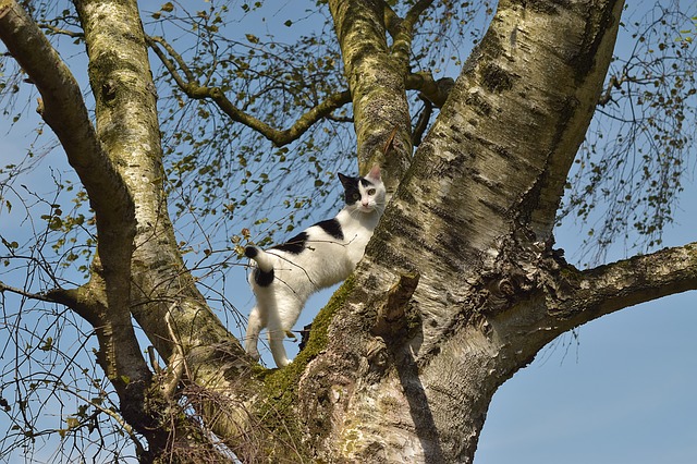 A man was charged with False Reporting for reporting a fire in order to get the fire trucks to his house to get his cat out of a tree.