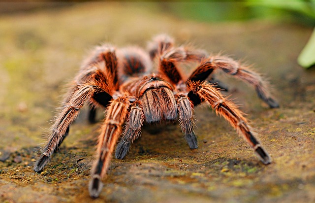 A woman is facing Public Indecency charges after running through a park naked because she said there was a giant spider on her.