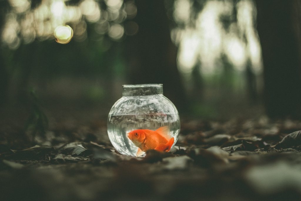 Greeley Cruelty to Animals Lawyer </br>Man Charged for Abandoning Pet Fish