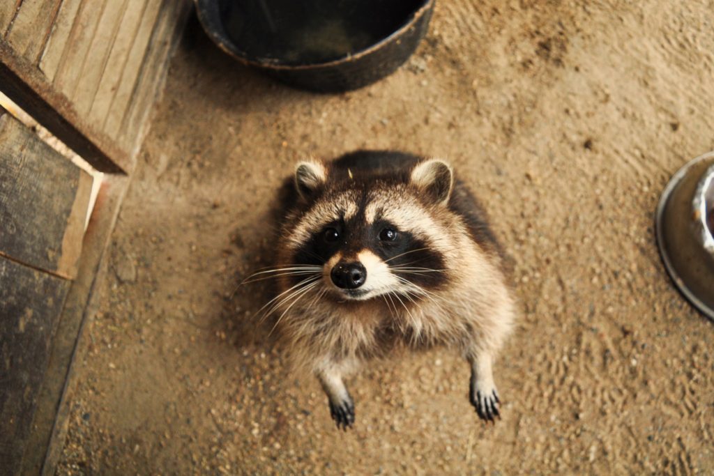 Third Degree Burglary Attorney in Weld County </br> Raccoon Trapped After Burglary of a Vending Machine
