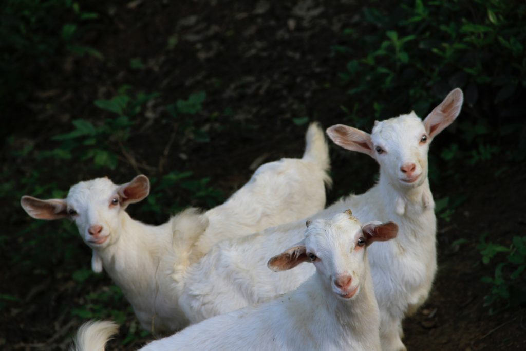 Lawyer for Tampering in Weld County </br> Woman Buries her Brother with Goats