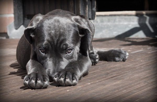 Cruelty to Animals Attorney in Weld County </br> Viral Video Causes Animal Abuse and Animal Cruelty Charges 