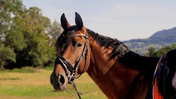 Weld County Animal Cruelty Lawyer </br> Viral Photos of Horse Lead to Owner Charged with Animal Abuse