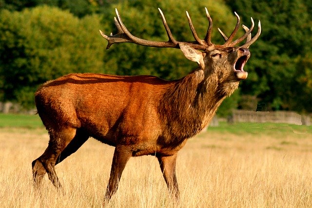 If you or a friend have been cited for a Wildlife Violation or Fined by a Colorado Parks and Wildlife officer, call 970-616-6009.