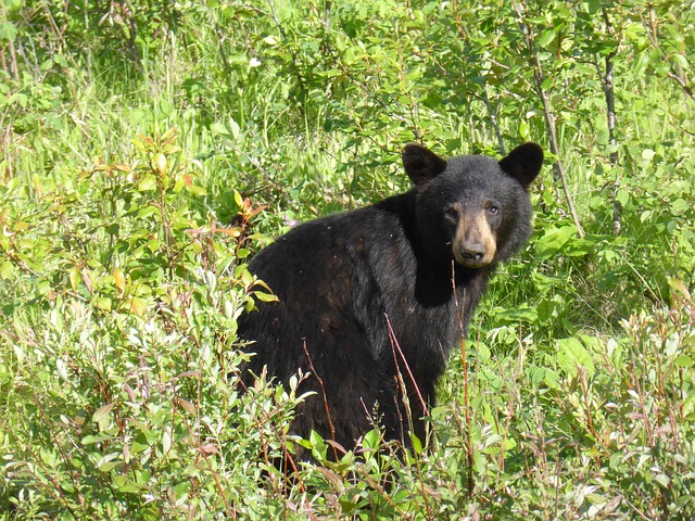 If you or someone you love has been charged with Wildlife Violation contact the O’Malley Law Office at 970-616-6009.