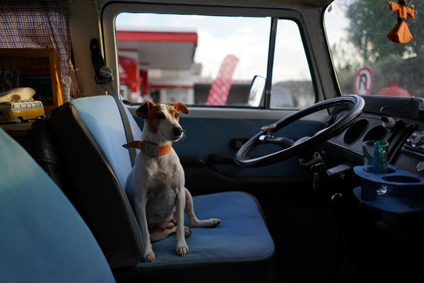 Animal Cruelty Ticket in Greeley, Colorado </br> Cruelty to Animals Reports on the Rise in Colorado