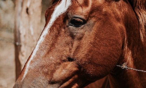 Cruelty to Animals Attorney in Weld County </br> Horse and Llama Owners Accused of Animal Abuse