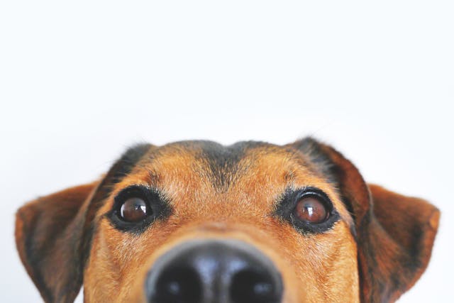 Greeley Animal Cruelty Defense Lawyer </br>Man on Bike Shoots Dog in Weld County